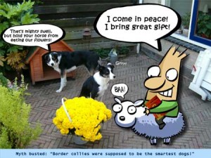 erwinVDBmybordercollies